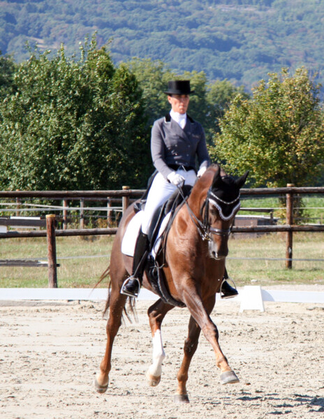 Dressage-02