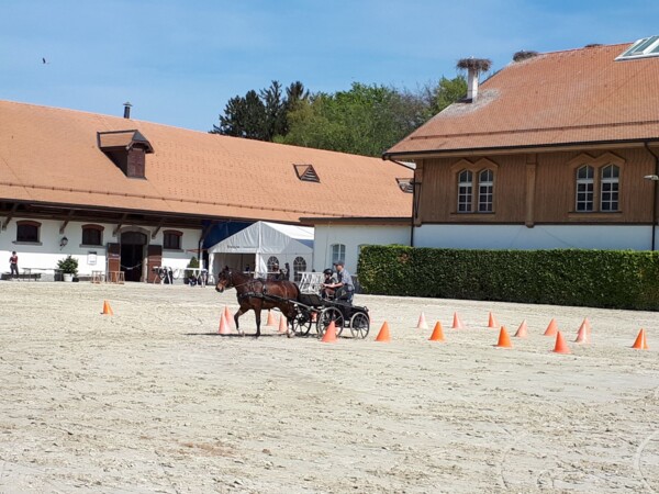 attelage Cours juniors 2018 cour