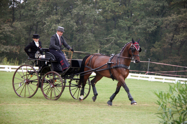 Attelage07