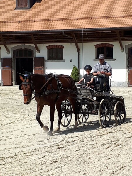 attelage cours juniors 2018 débutant